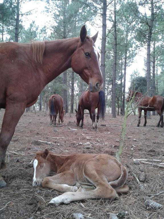 Residential Horse Club Costa Brava Hostel Santa Cristina d'Aro Exterior photo